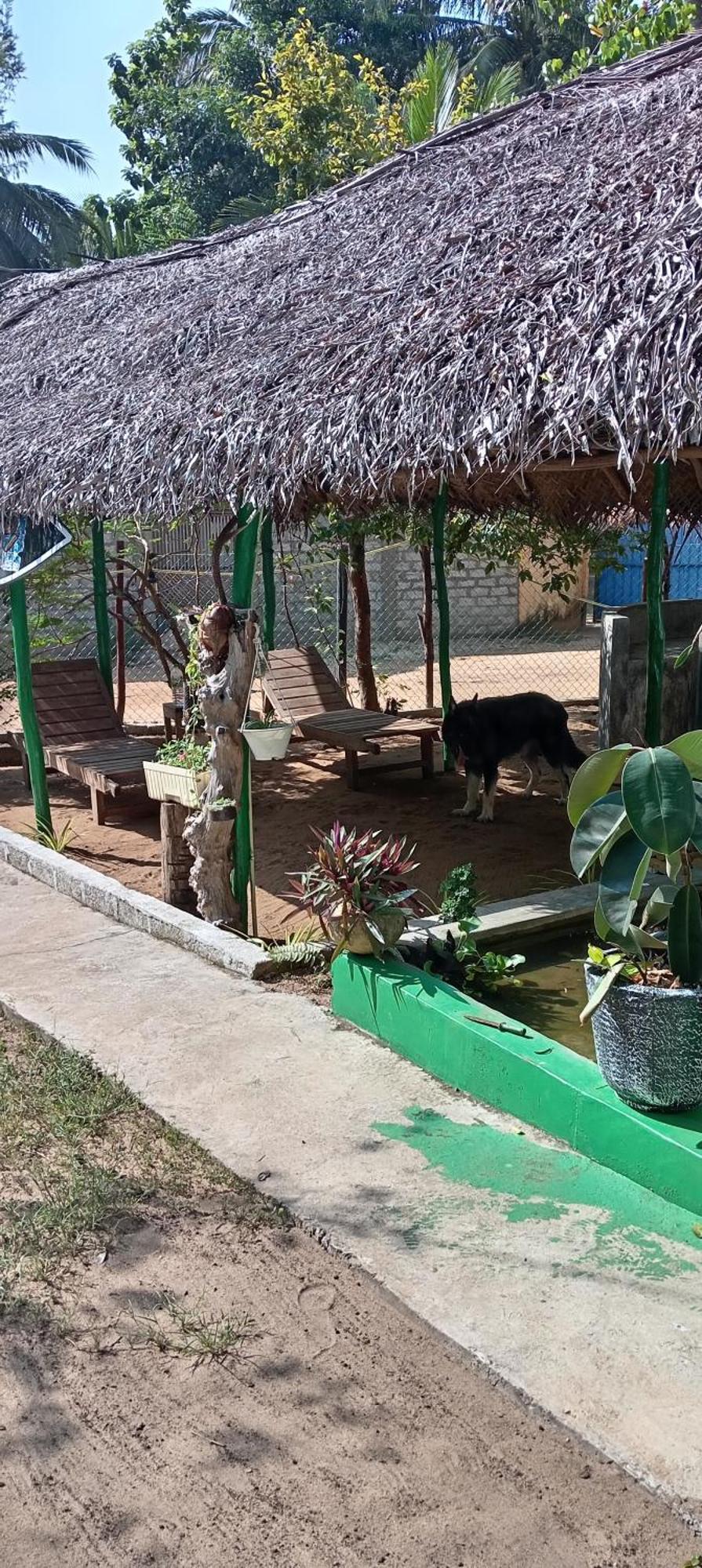 Surfing Lion Hostel Arugam Bay Buitenkant foto